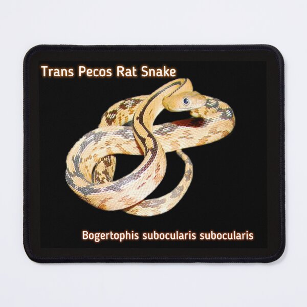 Item preview, Trans Pecos Rat Snake Bogertophis subocularis subocularis designed and sold by StrangeFetish.