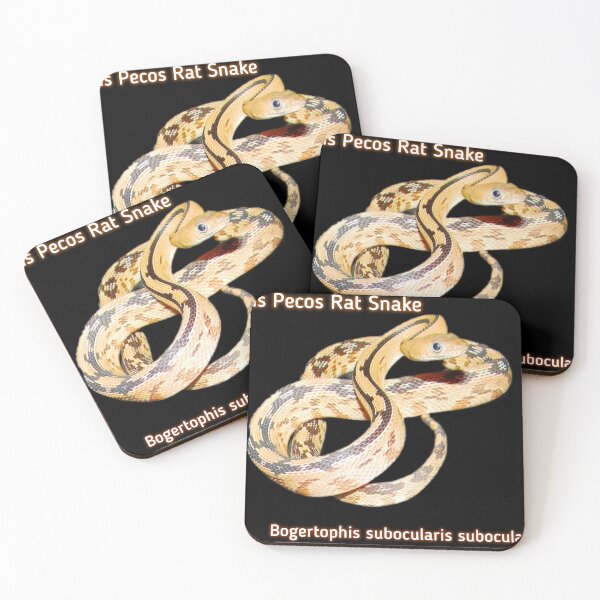 Item preview, Trans Pecos Rat Snake Bogertophis subocularis subocularis  designed and sold by StrangeFetish.