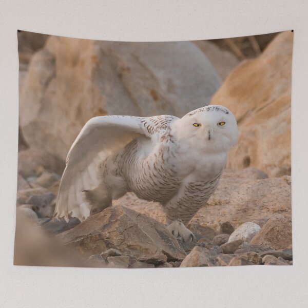 Item preview, Snowy Owl Stretching designed and sold by Roger Porter Photography.