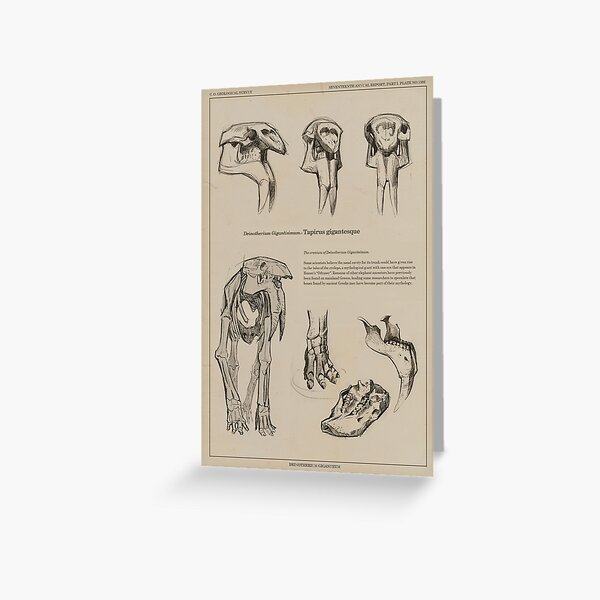 Deinotherium Giganteum Greeting Card