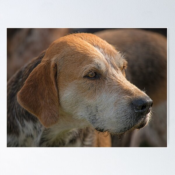 Item preview, Fox Hound (4) designed and sold by SWEEPER.