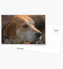 Fox Hound (4) Postcards