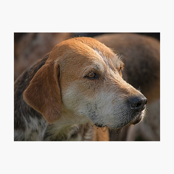 Aperçu de l'œuvre Fox Hound (4) créée et vendue par SWEEPER.