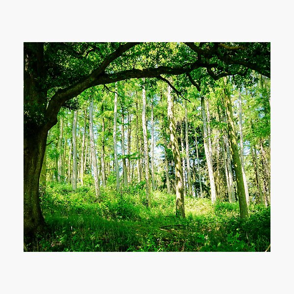 Item preview, Natures Window designed and sold by ScenicViewPics.