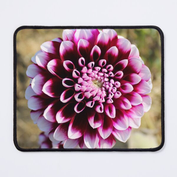 Item preview, Effervescent  Dahlia designed and sold by TomikoKH19.