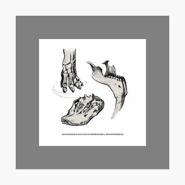 Dinotherium fossils 2 Photographic Print
