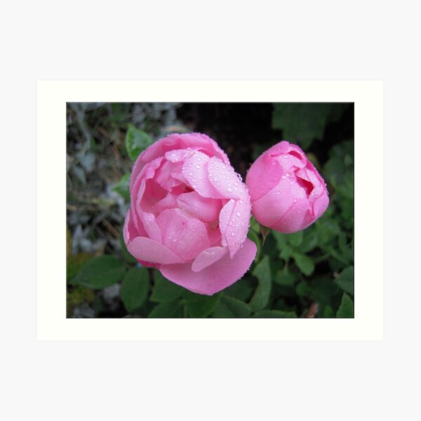 Constance Spry Art Print