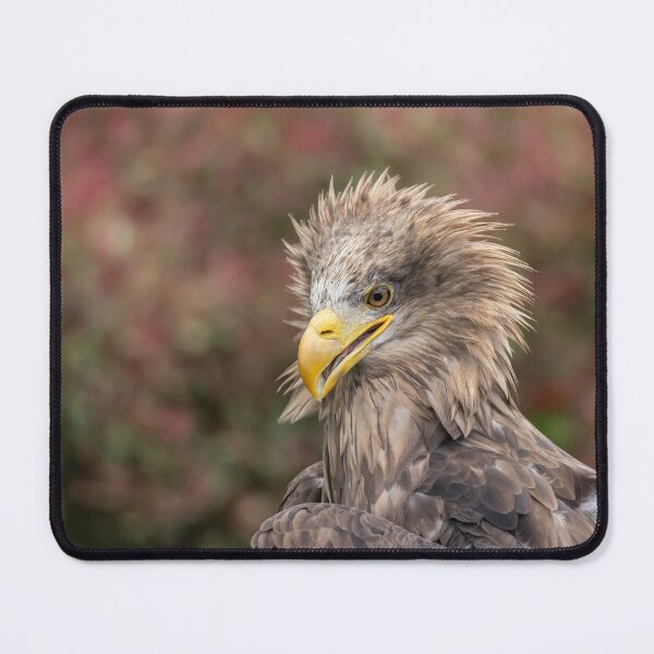Artikelvorschau, Seeadler entworfen und verkauft von EDHPhotography.