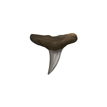 Artwork thumbnail, Lemon Shark Tooth by Reeseworks