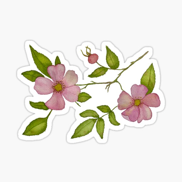 Watercolor Wild rose Sticker