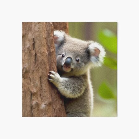 Baby Koala - Koala Bear - Posters and Art Prints