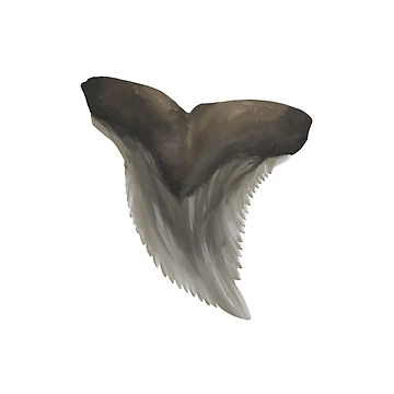 Artwork thumbnail, Snaggletooth Shark Tooth by Reeseworks