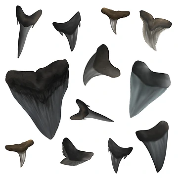 Artwork thumbnail, Assorted Shark Teeth by Reeseworks