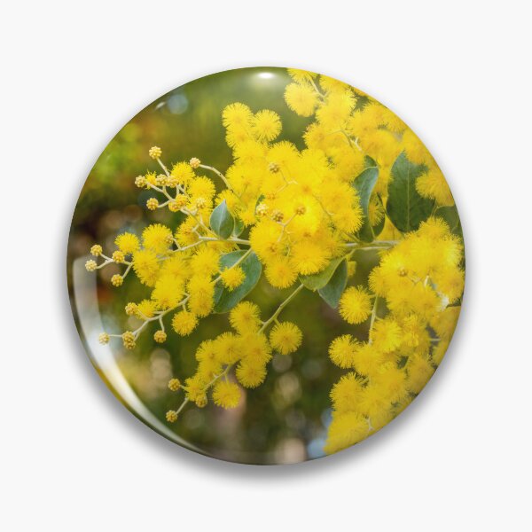 Item preview, Australian Golden Wattle (Acacia Pycnantha) designed and sold by rossacampbell.