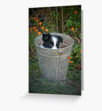 Callie Greeting Card