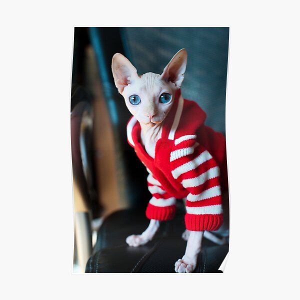 Poster Chat Sphynx Mignon Habille En Noir Et Blanc Par Jennysh Redbubble