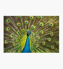 Peacock Photographic Print