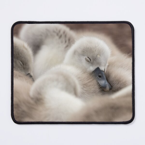 Item preview, sleeping cygnet - baby swan designed and sold by Dev  Kiran.