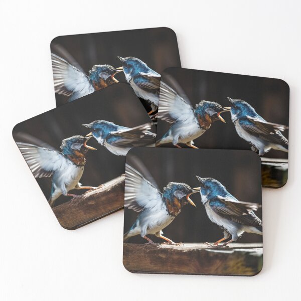 Item preview, Two baby birds of the European Swallow (Hirundo rustica) are fighting designed and sold by aiphotosart.