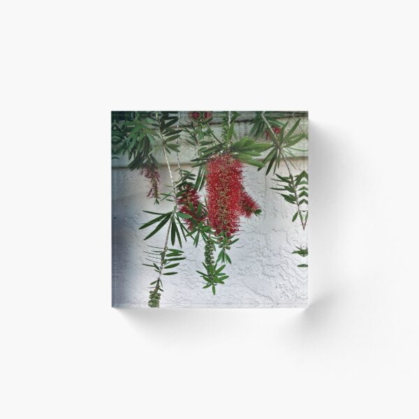 Item preview, Bottle-brush flower in full bloom designed and sold by danaart.