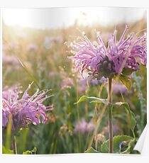 Nature walk Poster
