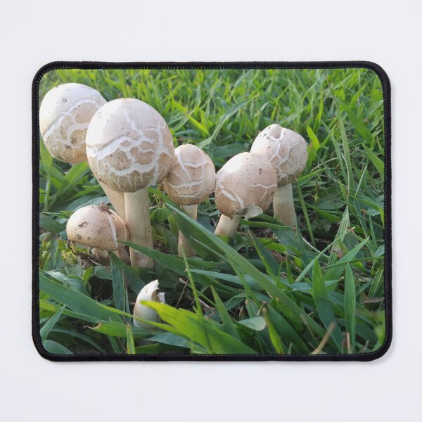 Item preview, False parasol mushrooms designed and sold by Kamren88.