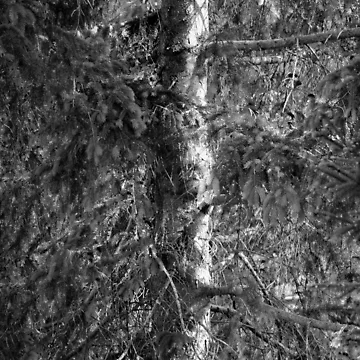 Artwork thumbnail, Tell_Time_Tree by Steve Silverman