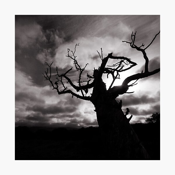 Stormy Tree Photographic Print