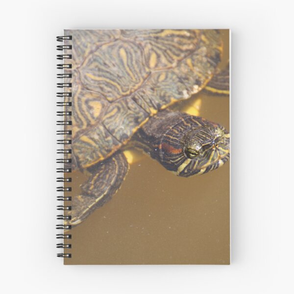 Aperçu de l'œuvre Tortue de natation créée et vendue par djsfoto.