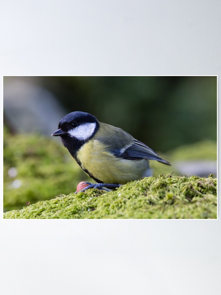 Poster, Great Tit designed and sold by Dave Currie
