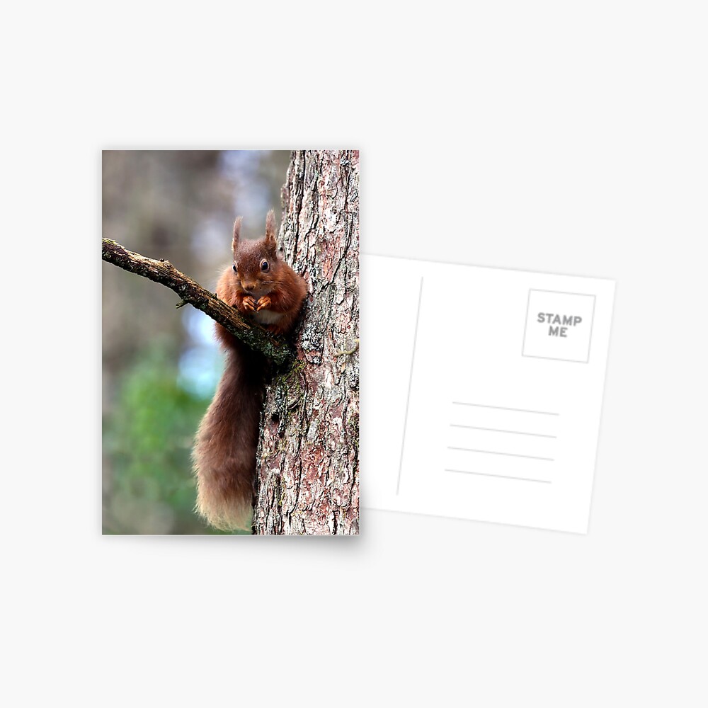 Item preview, Postcard designed and sold by davecurrie.