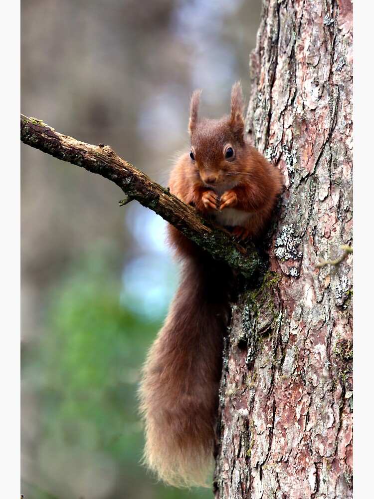 Artwork view, Long Tailed Red Squirrel designed and sold by Dave Currie