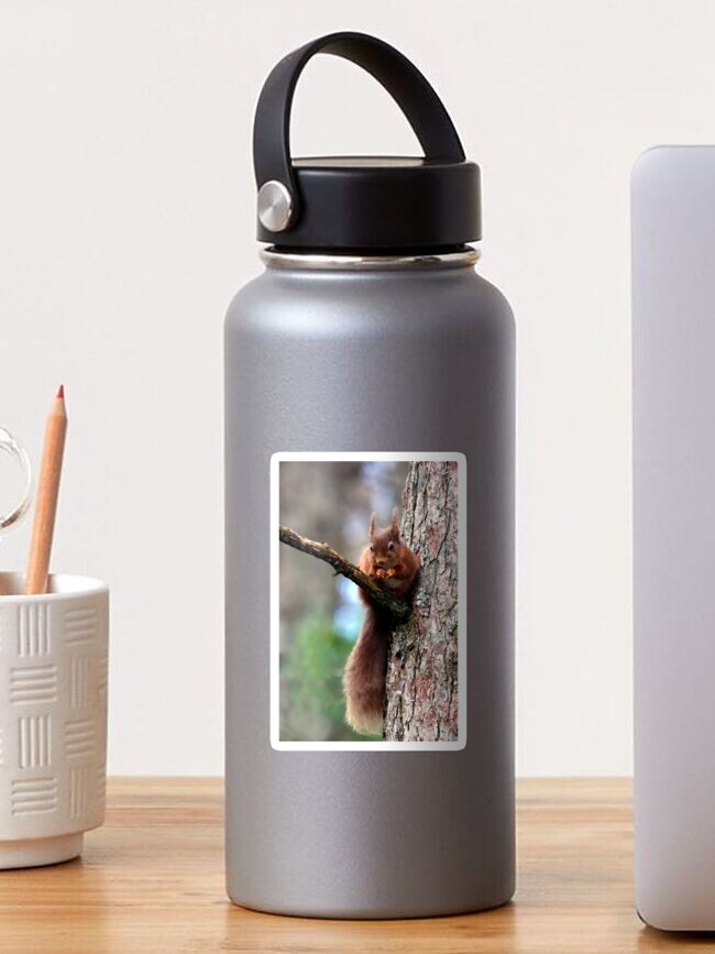 Thumbnail 1 of 3, Sticker, Long Tailed Red Squirrel designed and sold by davecurrie.
