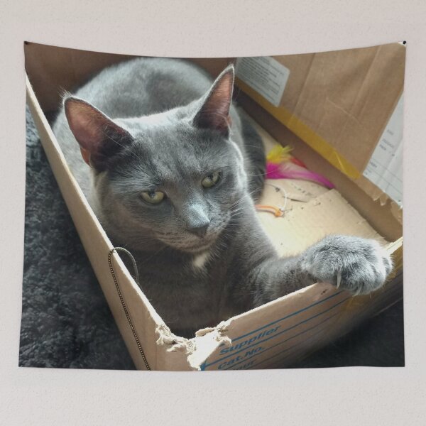 Item preview, #289 |☼| Cat In A Box - Mimi (Cats) designed and sold by Naean H.F. (Nez Man).