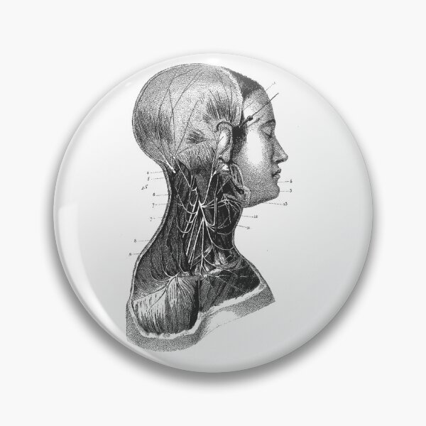 Item preview, Anatomy Muscles  designed and sold by Niftylife.