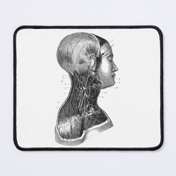 Item preview, Anatomy Muscles  designed and sold by Niftylife.