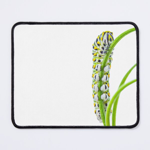 Item preview, Eastern Black Swallowtail Caterpillar  designed and sold by JulieAnnPix.