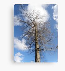 Leafless Metal Print