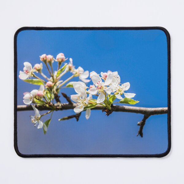 Item preview, white blossom on pear tree designed and sold by OE993.