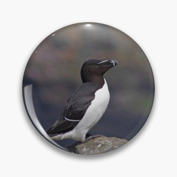 Item preview, Razorbill on a cliff designed and sold by HazelWright.