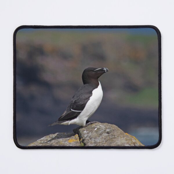 Item preview, Razorbill on a cliff designed and sold by HazelWright.
