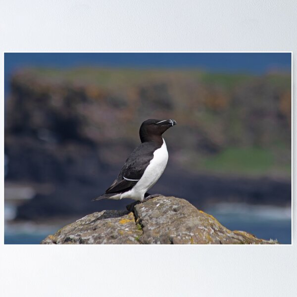 Item preview, Razorbill on a cliff designed and sold by HazelWright.
