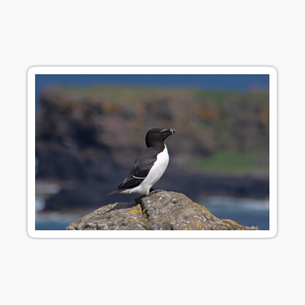 Item preview, Razorbill on a cliff designed and sold by HazelWright.