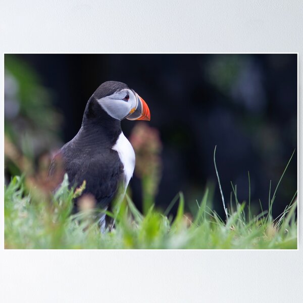 Item preview, Puffin on a clifftop designed and sold by HazelWright.