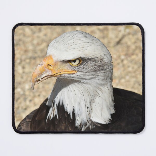 Item preview, The stare of a Bald Eagle  designed and sold by Chris Thaxter.