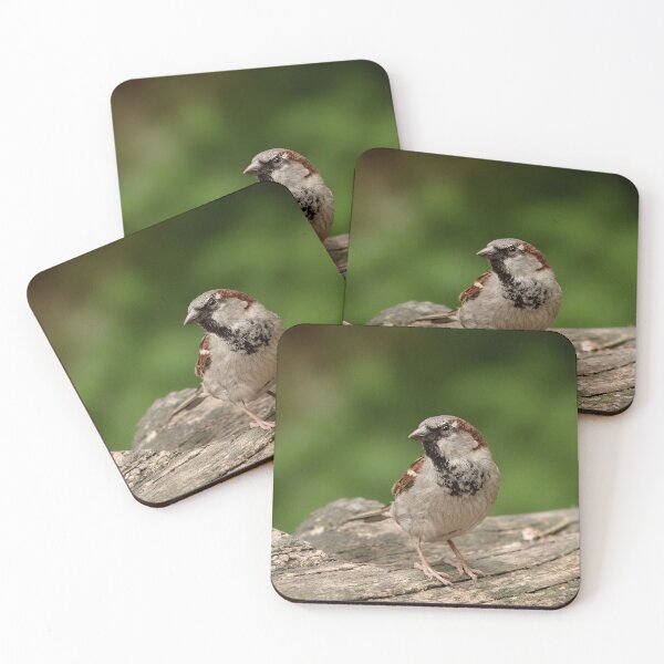 Item preview, Posing house sparrow designed and sold by Anirutgu.