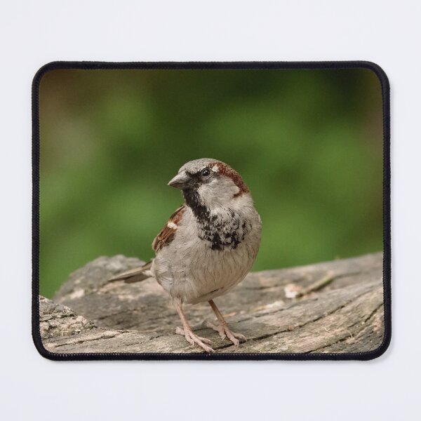 Item preview, Posing house sparrow designed and sold by Anirutgu.