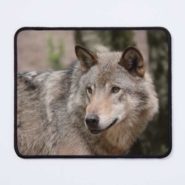 Item preview, European grey wolf  designed and sold by Anirutgu.