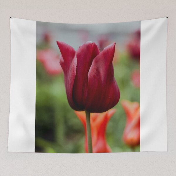 Item preview, AMSTERDAM Tulip | Unique Beautiful Travelling Home Decor | Phone Cases Stickers Wall Prints | Scottish Travel Photographer  | ZOE DARGUE PHOTOGRAPHY | Glasgow Travel Photographer  designed and sold by Zoe Dargue Photography.