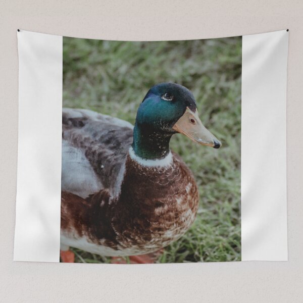 Item preview, Duck from EDAM | Unique Beautiful Travelling Home Decor | Phone Cases Stickers Wall Prints | Scottish Travel Photographer  | ZOE DARGUE PHOTOGRAPHY | Glasgow Travel Photographer  designed and sold by Zoe Dargue Photography.